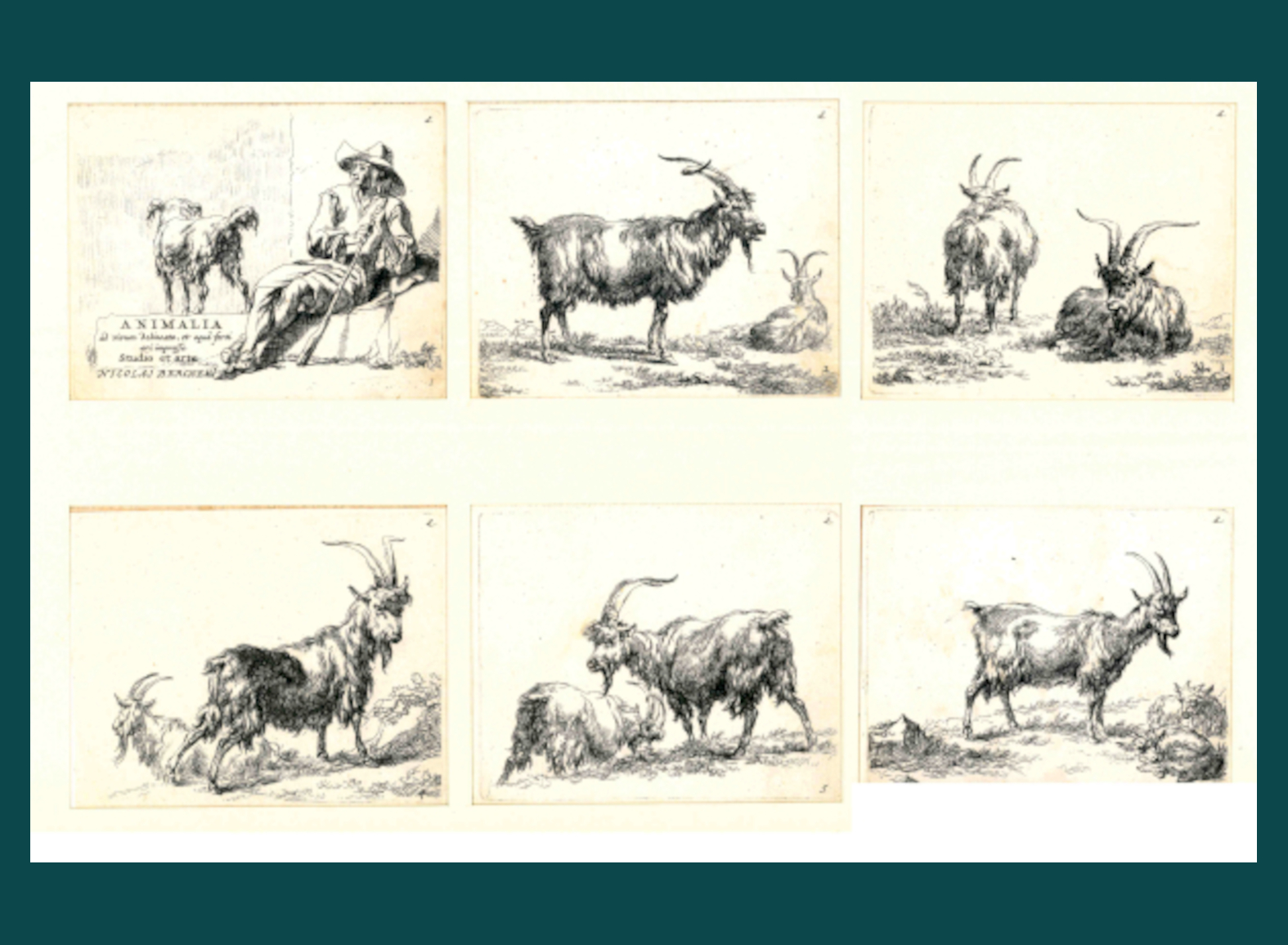 ANIMALIA