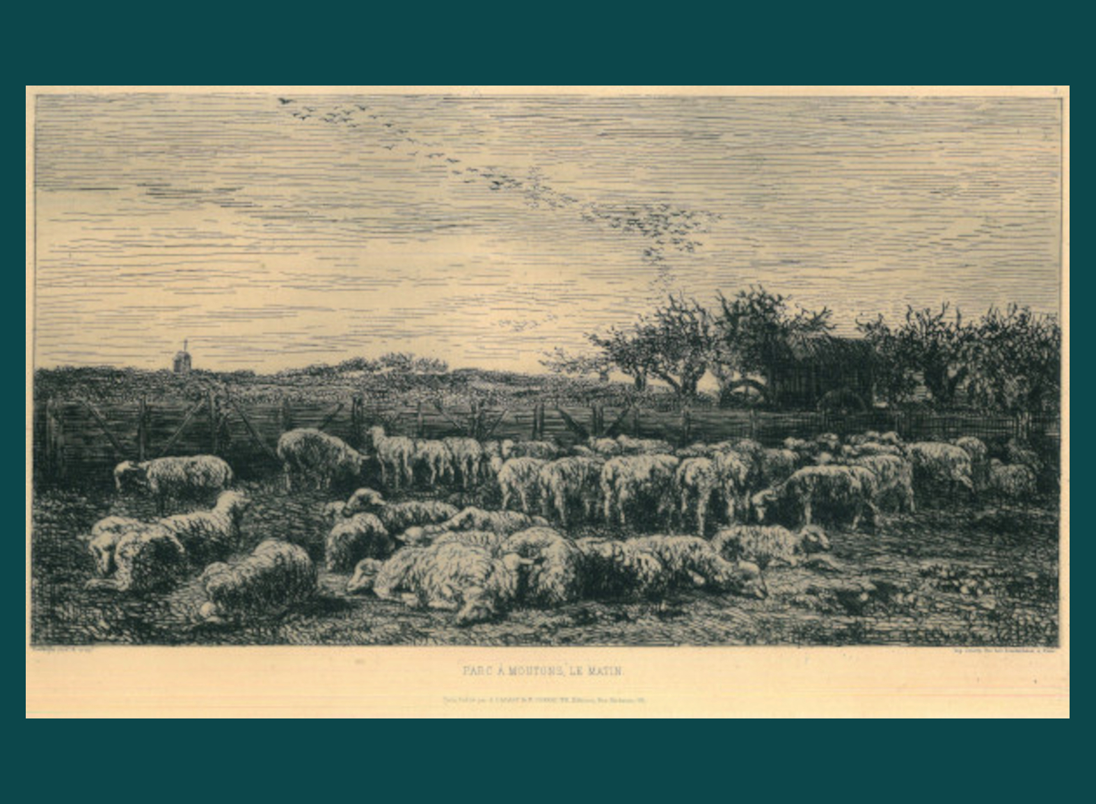 PARC A' MOUTONS, LE MATIN