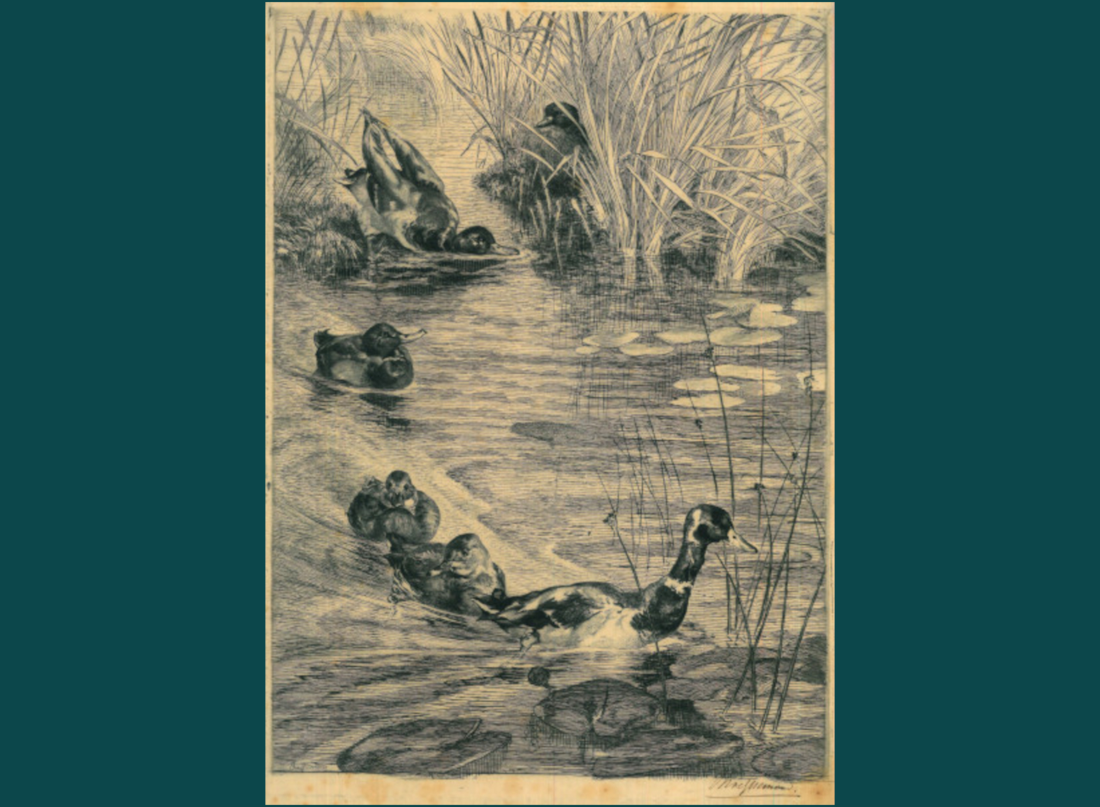 EBATS DE CANARDS